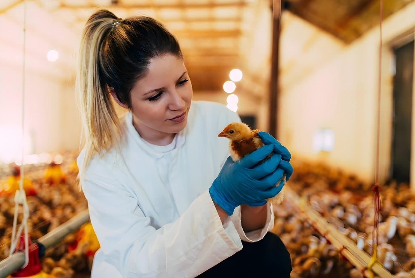 Veterinarian holding a chick in a poultry facility