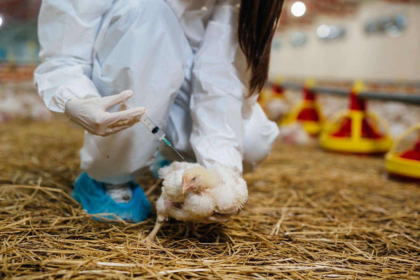 Reinventing RNA for Animal Health: an end-to-end solution to fast track your way to RNA veterinary vaccines