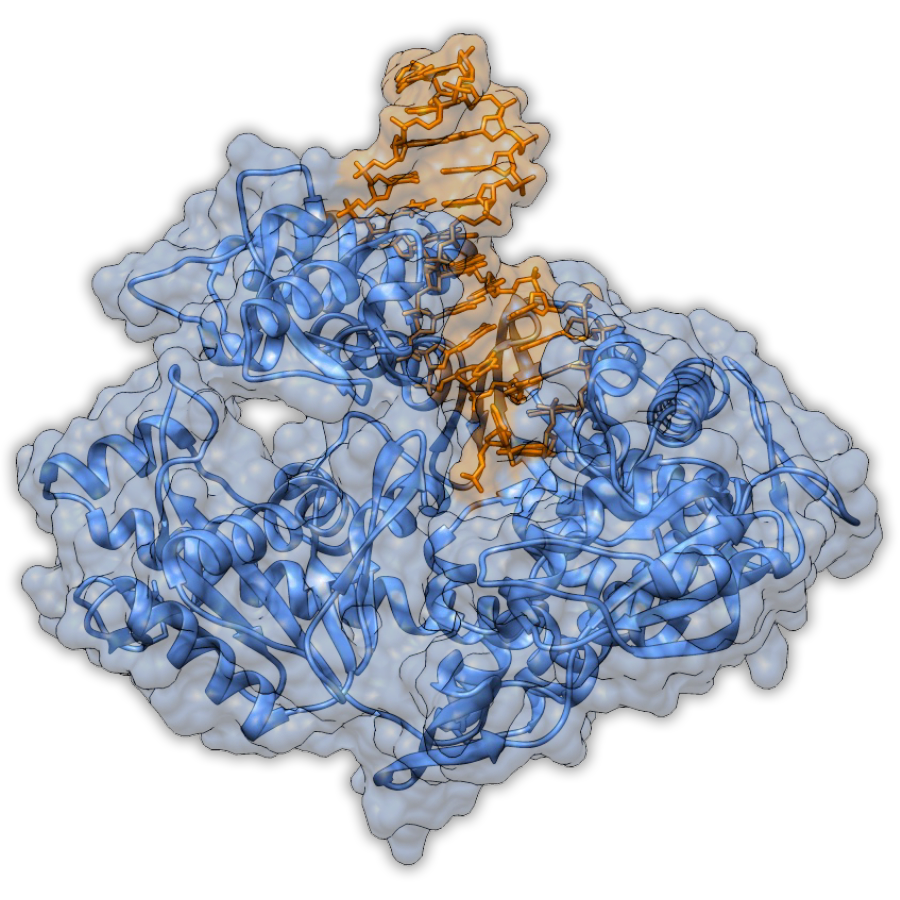 DNA Polmeras