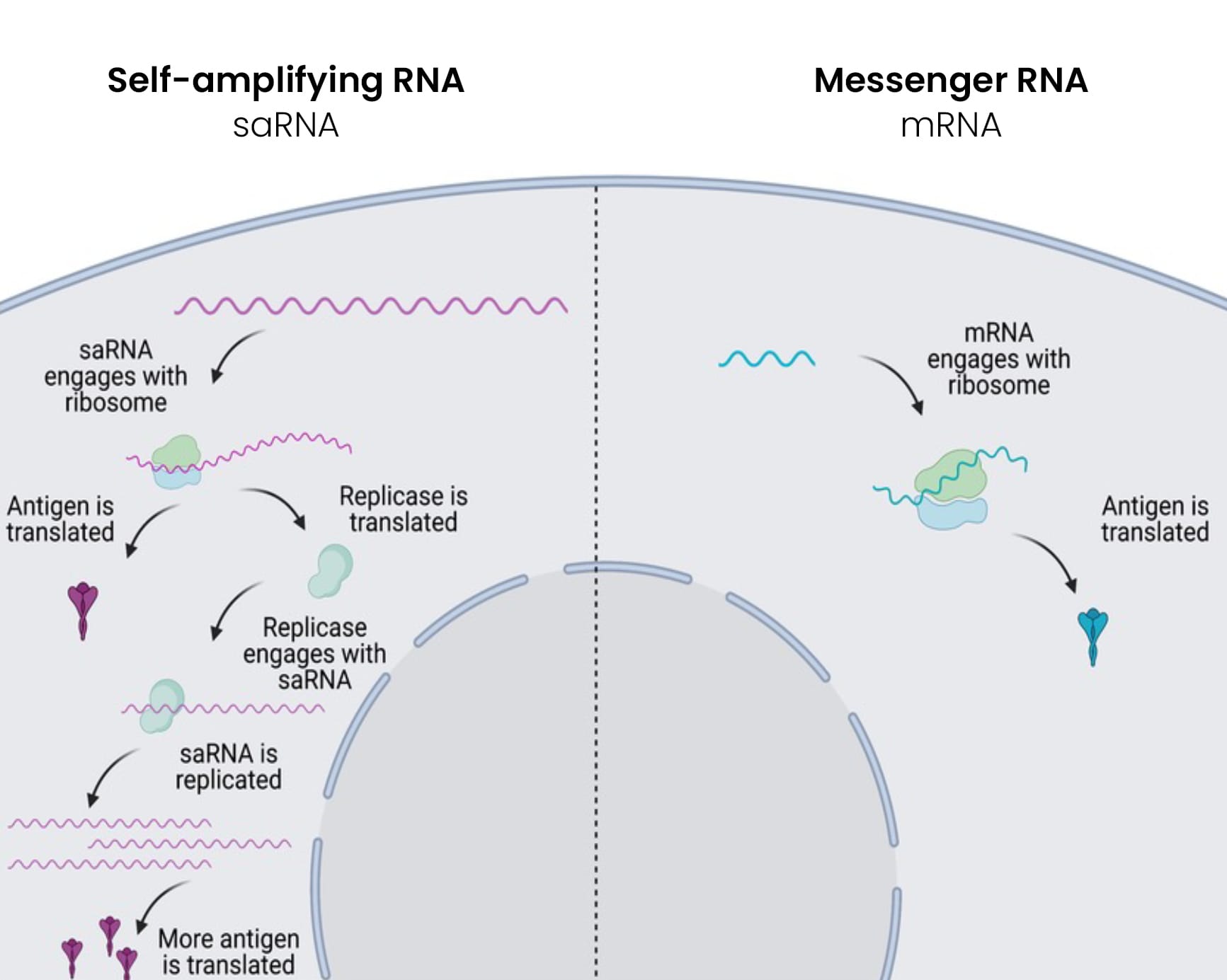 Difference between saRNA and mRNA