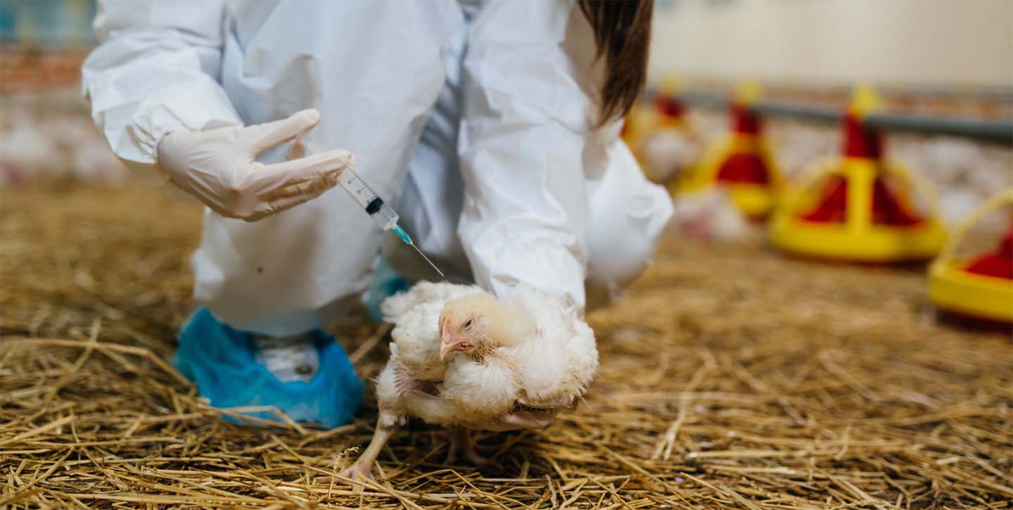 chicken being vaccinated