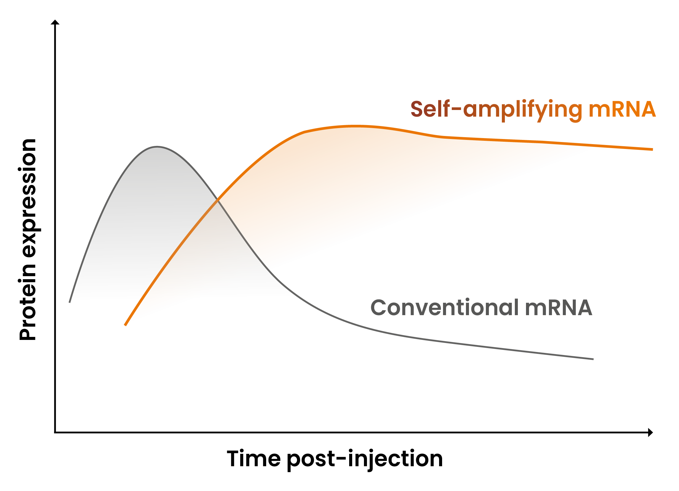 Ntensify process saRNA expression